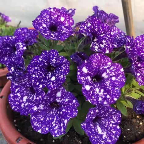 2000 graines de pétunia « ciel étoilé », graines de gloire du matin, adaptées à la plantation en panier suspendu sur balcon, tolérantes au soleil (1/5)