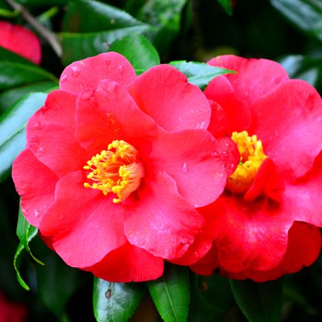 Camélia du Japon - Camellia japonica 80/100cm (1/2)