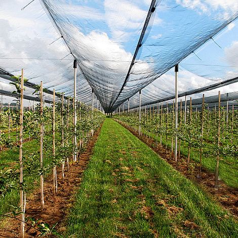 Rete anti-uccelli (7,5 x 15 metri) - Rete in nylon - Adatta per uccelli, polli e piccioni - Rete protettiva per giardini, piante e colture - Riutilizzabile - Ideale per proteggere recinzioni, orti e s (1/4)