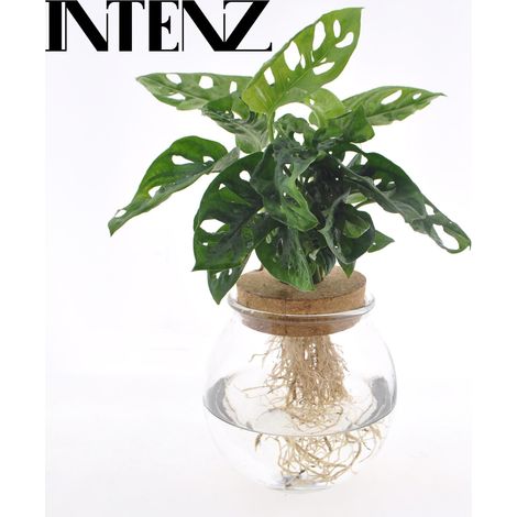 Plante d'Intérieur Monstera Adansonii Hydroponie Vase en Verre et Liège Ø12cm H25cm - PANGIVO