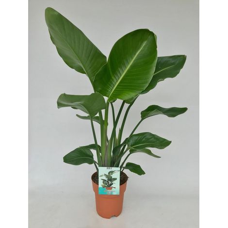 Strelitzia Nicolai Plante d’Intérieur Tropicale Feuillage Vert Pot 19 cm Hauteur 95 cm - PANGIVO