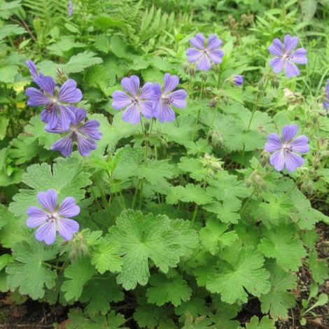 Géranium vivace Terre Franche/Godet