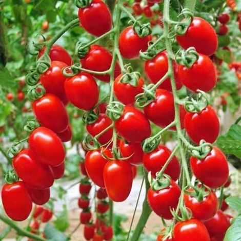 Tomate cerise rouge (Solanum lycopersicum) – 100 graines – Variété à fruits sucrés – Culture en pot ou au jardin (1/4)