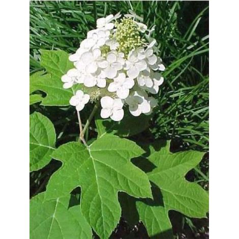 Hortensia à feuilles de chêne 'Alice' Pot de 2L/3L (1/5)