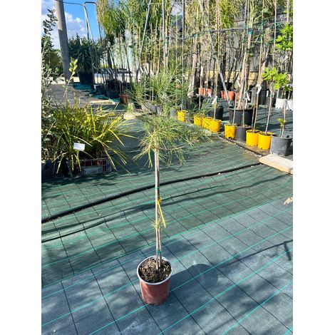 Pinus Halepensis V9-pianta giovane