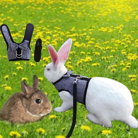 Harnais-laisse flexible à nœud papillon pour lapin, petit animal, cochon d'Inde, course - Taille S (1/4)