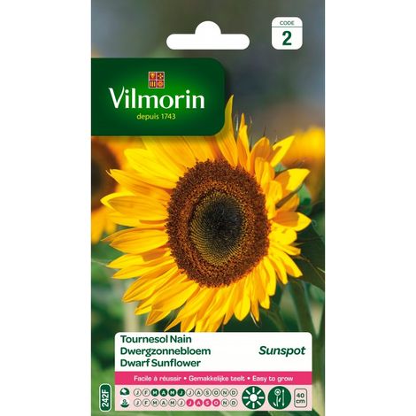 Vilmorin - Tournesol nain Sunspot (simple) (1/2)