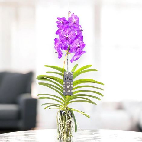 Gardenaria Vanda 'New Blue' - Pianta da interno ornamentale - Altezza: 80 cm (vaso 15) (1/5)