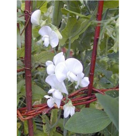 Pois vivace 'White Pearl' le sachet de 30 graines (2g) (1/2)