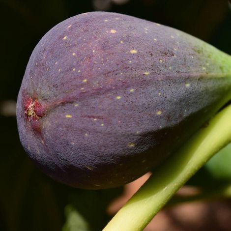 Figuier Osborn Prolific, Ficus carica/Pot de 7,5L - 60/80 cm