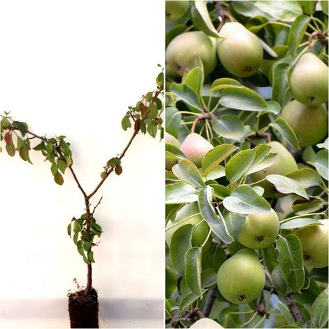 Pack de 4 Plantas de Peral Comun. Pyrus Communis Silvestre