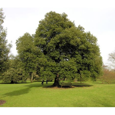 Leccio Elce "Quercus ilex" pianta sempreverde esemplare in mastello 60 cm h. 3,5 mt