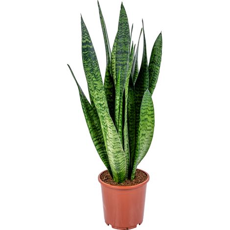 Bloomique - Lot de 2 - Sansevieria Laurentii - Langue de belle-mère - Plantes d’intérieur - Dépolluantes - Très facile d’entretien - Hauteur 50-70 cm - Pot 17 cm