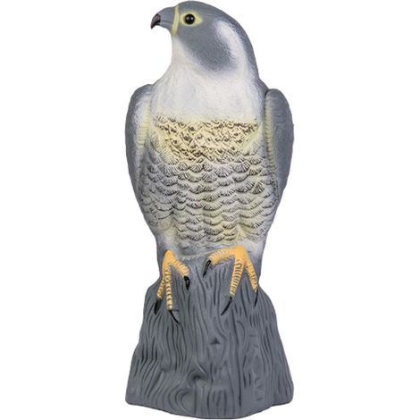 Taubenschreck Falke