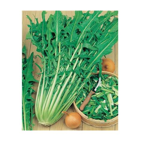 Pissenlit amélioré à cœur plein – Graines de potager – Résistant à l'oïdium – Riche en vitamines et sels minéraux – 1 g – Fabre Graines