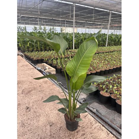 STRELITZIA NICOLAI POT 24 (3 PLANTES) (1/2)