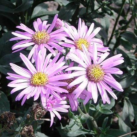 Aster d'été Rosa Erfüllung | Conditionnement: Lot de 5 godets
