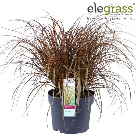 Uncinie rouge Everflame 30cm Pot 19cm - Uncinia rubra Everflame