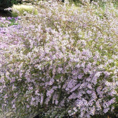4 x Aster ericoides 'Erlkoenig' - godet 9x9 cm (1/5)