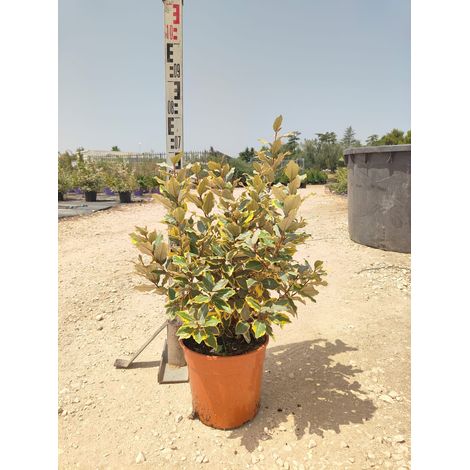 Chalef Elaeagnus Ebbingei Viveleg Pot 24 cm Persistant Panaché (1/4)