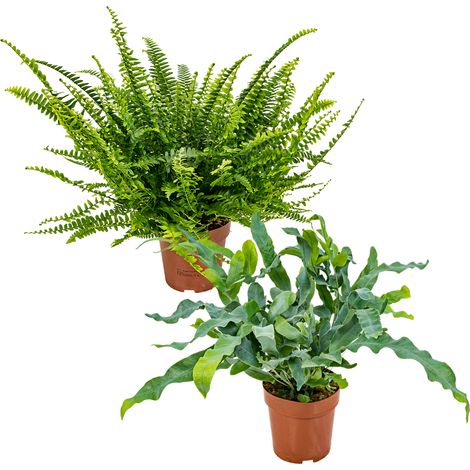 Bloomique - Lot de 2 Fougères - Nephrolepis Green Lady & Phlebodium Blue Star - Dépolluantes - Sans danger pour les animaux - Hauteur 20-30 cm - Pot 12 cm (1/2)