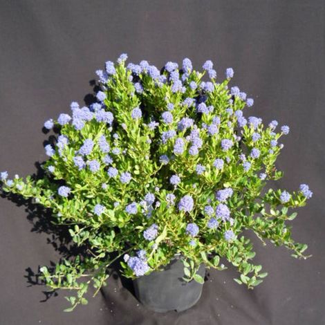Céanothe, Lilas de Californie Skylark/Pot de 7,5L - 40/60 cm (1/4)