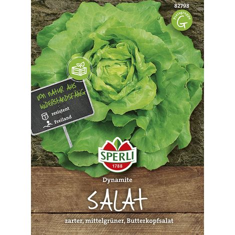 Sperli – Laitue pommée Dynamite (Lactuca sativa) – Graines de légumes, laitue beurre, hauteur env. 20 cm (1/2)