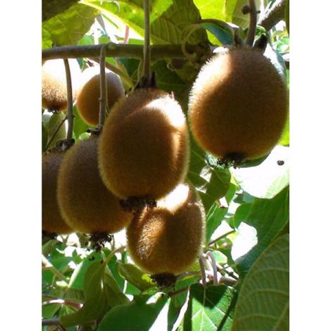 Kiwi 'Monty' Pot de 2L/3L