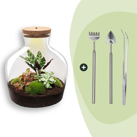 Kit Terrarium pour Plantes DIY avec Lumière Fat Joe Red Ø 29 x 30 cm Écosystème Autonome Complet - PANGIVO (1/4)