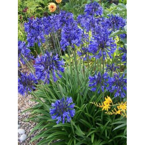 Agapanthe 'Navy Blue' Godet de 8/9 cm