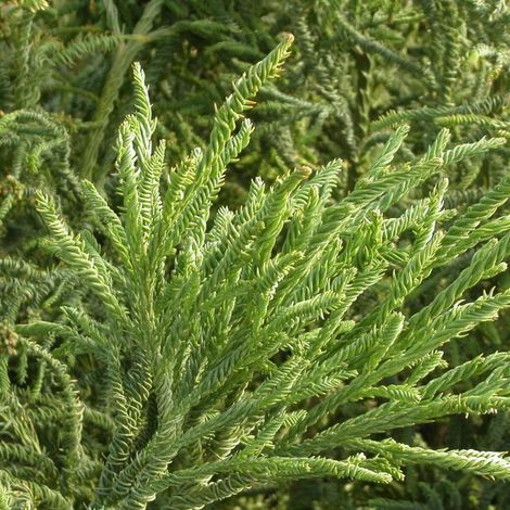 Cèdre du Japon Rasen Sugi, Cryptomeria/Pot de 3L - 20/40 cm