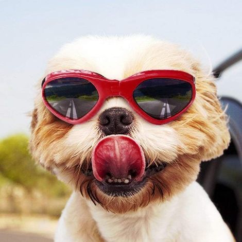 AGE Lunettes pliables pour animaux de compagnie protection contre le vent et les UV, lunettes rouges recommandées par les vétérinaires (1/4)