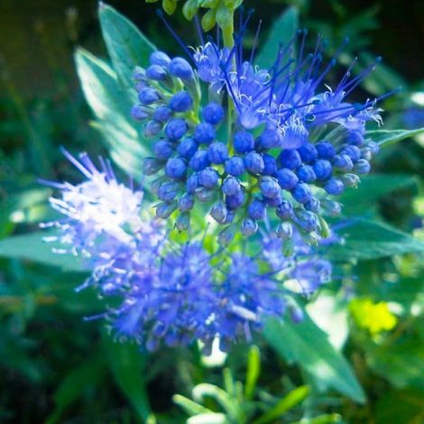 Pépinières Naudet – Barbe-bleue 'Grand Blue' – Arbuste compact – Fleurs bleues en fin d'été – Hauteur à maturité < 1m – Caduc – Bonne rusticité jusqu'à -5°C