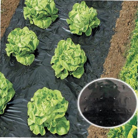 Werka Pro – Film percé de paillage potager 2 x 5 m – Épaisseur 0.032 mm – Polyéthylène noir pour protection du sol – Applications phytosanitaires