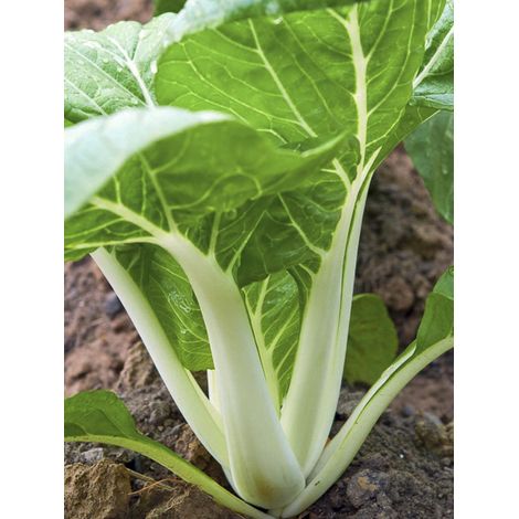 Chou chinois 'Pak Choi - Taisai' le sachet de 300 graines (1/2)