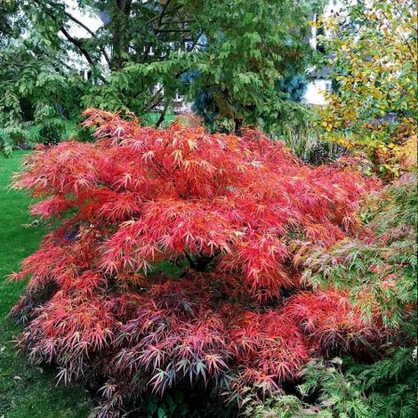 Acero Rosso Giapponese "Acer Palmatum Red Pygmy" pianta in vaso  30 cm (1/5)
