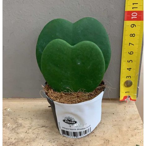 1 PIANTA HOYA KERRII DOPPIA FOGLIA FIORE DI CERA VASO DA 6 A 7,5CM forma di cuore (1/2)
