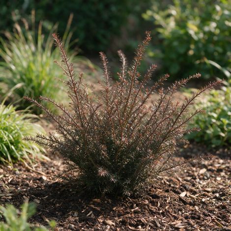 Podocarpe County Park Fire - Podocarpus x County Park Fire 20/30cm Pot 2,5L (1/4)