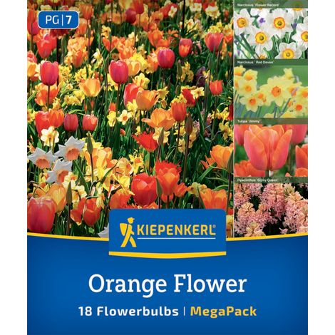 Kiepenkerl Herbstblumenzwiebel Artenmischung Orange Flower Mix 18 Stück (1/2)