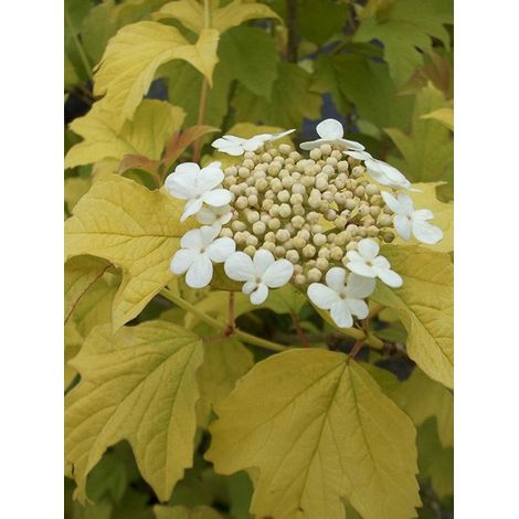 Viorne obier, Boule de neige 'Park Harvest' Pot de 2L/3L (1/4)
