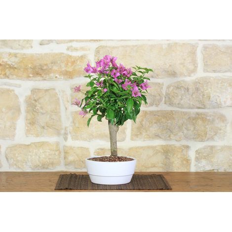 Bonsai di Bougainvillea in ciotola bassa (1/5)