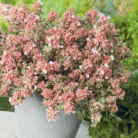 Abelia Magic Daydream® 'Opstal303', Abélia à grandes fleurs/Pot de 4L - 40/60 cm (1/5)