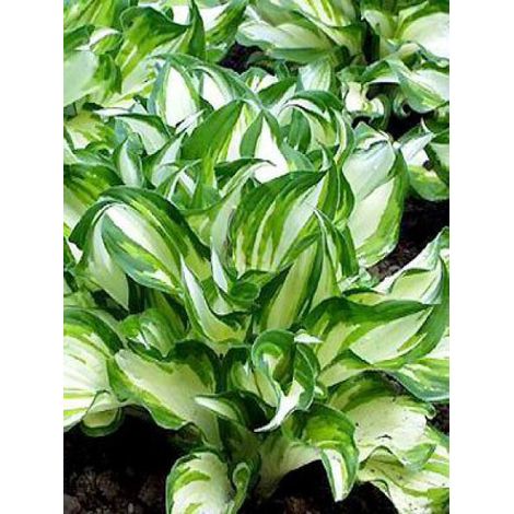 Hosta undulata 'Mediovariegata' Godet de 8/9 cm (1/2)
