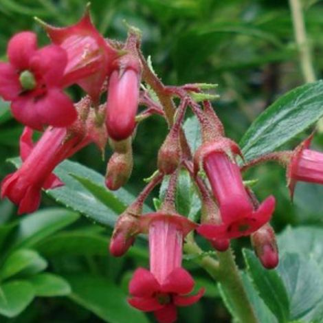 Escallonia 'C.F. Ball' - 40-50 cm pot