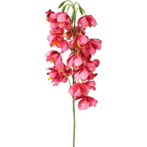 orchidea salmone scuro (1/5)