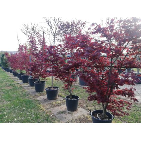 Acero rosso giapponese "Acer palmatum Fireglow" FG1 pianta in mastello ø40 cm h 150/200 cm (1/5)