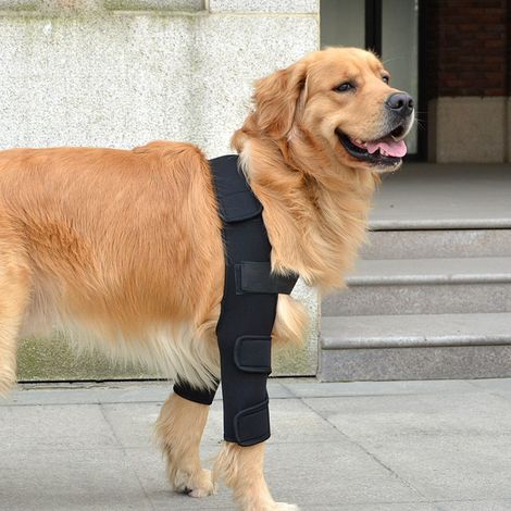 BEBUSINGOTO Codera transpirable para perros, ideal para codos y hombros, eccema, displasia, osteoartritis, callosidades y compresión (M) (1/5)