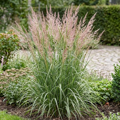 Calamagrostis xacutiflora Overdam 40cm Pot 3L (1/4)