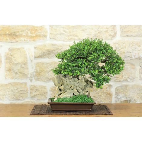 Bonsai di Zelkova Parvifolia su roccia (14). (1/5)