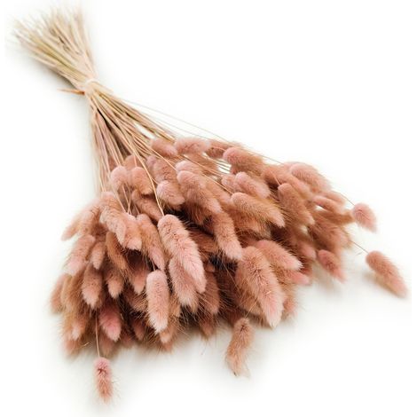 Lagurus seco - Lagurus ovata - rosa antiguo